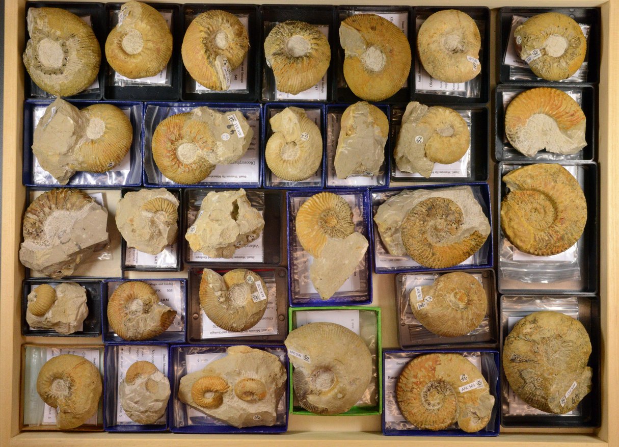 A view into the palaeozoological collection
