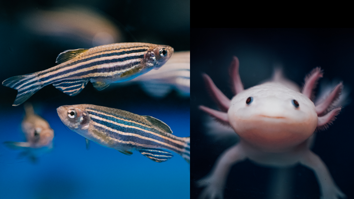 Lecture for kids: The Superpowers of Axolotl and Zebrafish