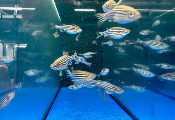 Research expedition to the zebrafish