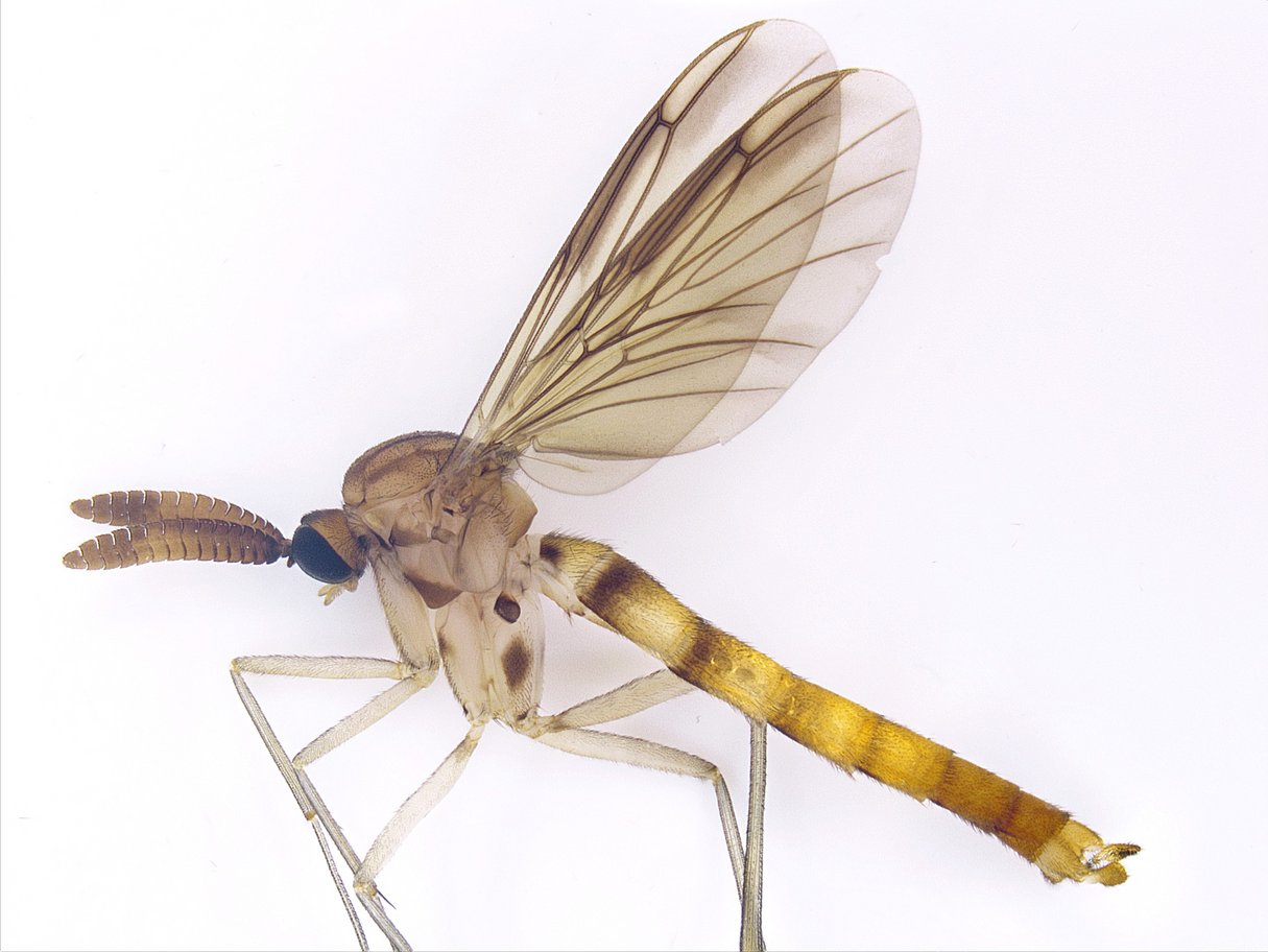 Blick in die entomologische Sammlung - Fokus: Fliegen und Mücken