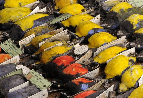 Blick in die ornithologische Sammlung