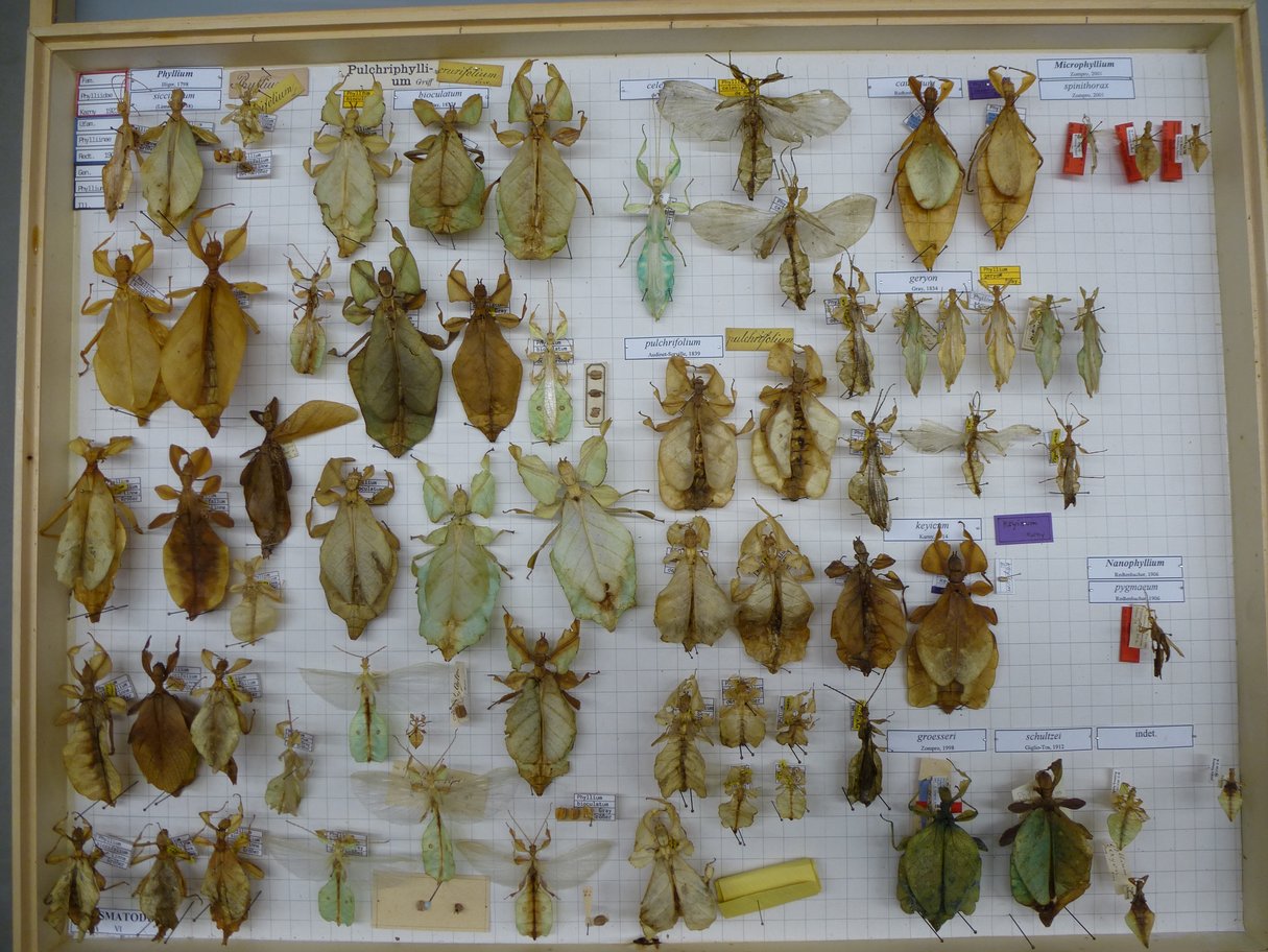 Blick in die entomologische Sammlung - Fokus: Wanzen und Zikaden