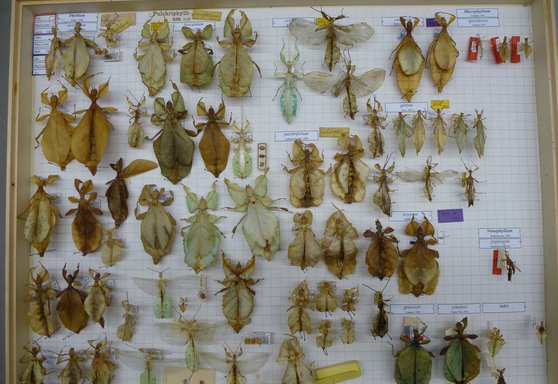 Blick in die entomologische Sammlung -…